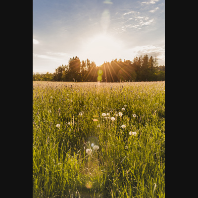 lbp/products/lbp-00037-fruehlingswiese-210528