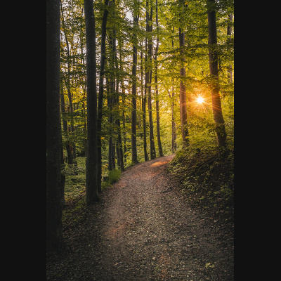 lbp/products/lbp-00038-waldspaziergang-210528