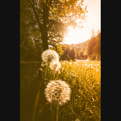lbp/products/lbp-00041-pusteblume-220527