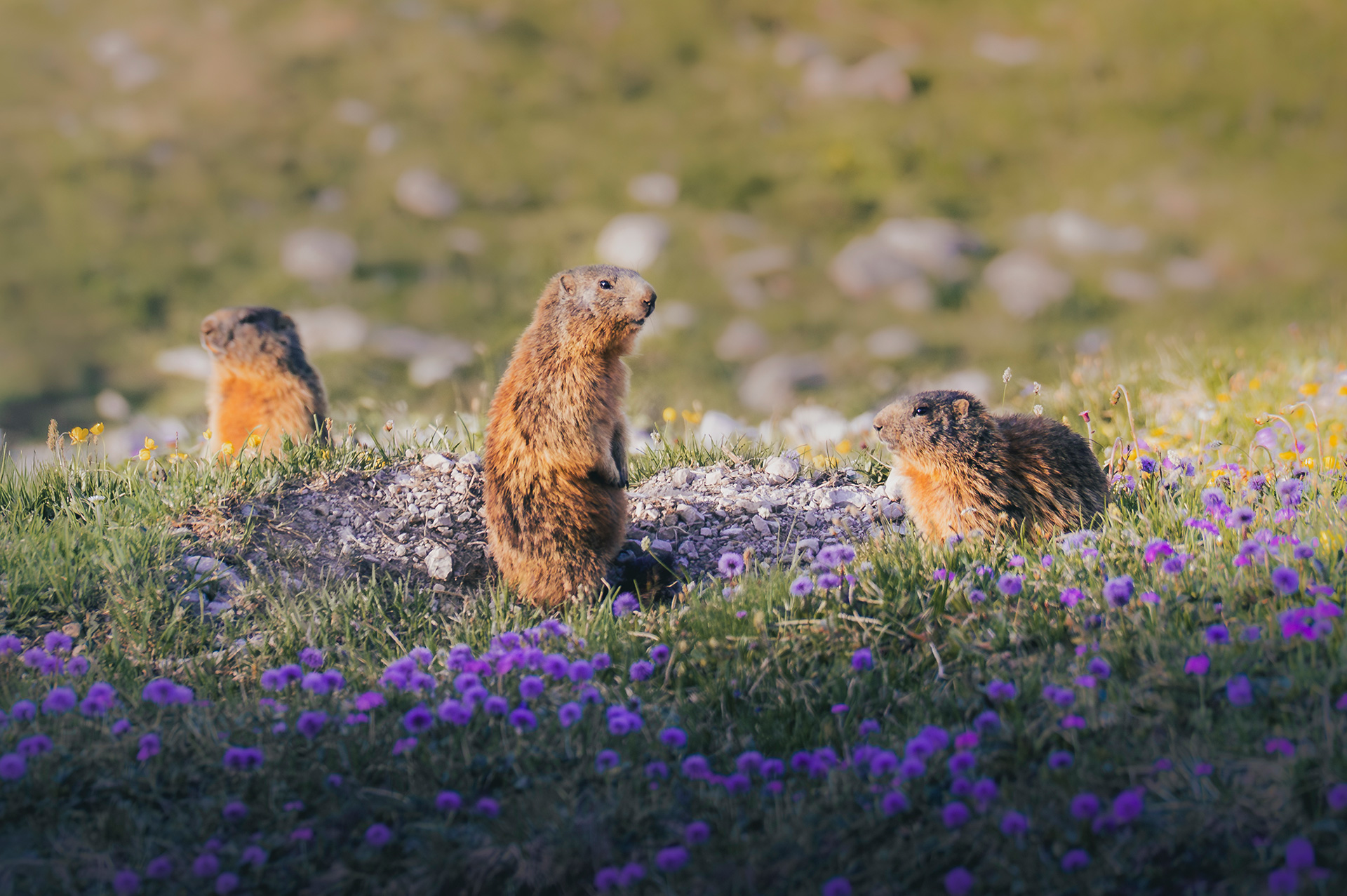 Frühmorgens grüßt das Murmeltier – Wildtierfotografie am Nebelhorn