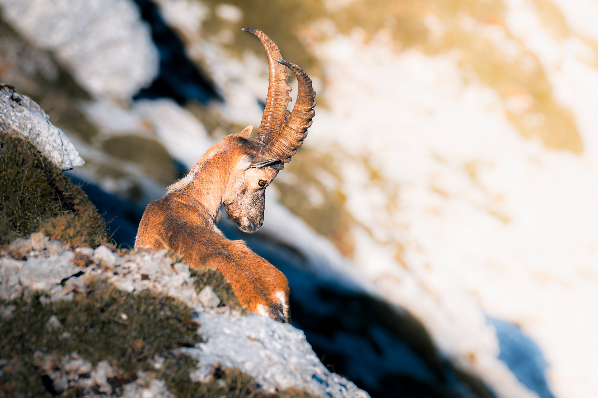 5.500 Höhenmeter für einen Steinbock – Warum Naturfotografie vor allem Geduld bedeutet