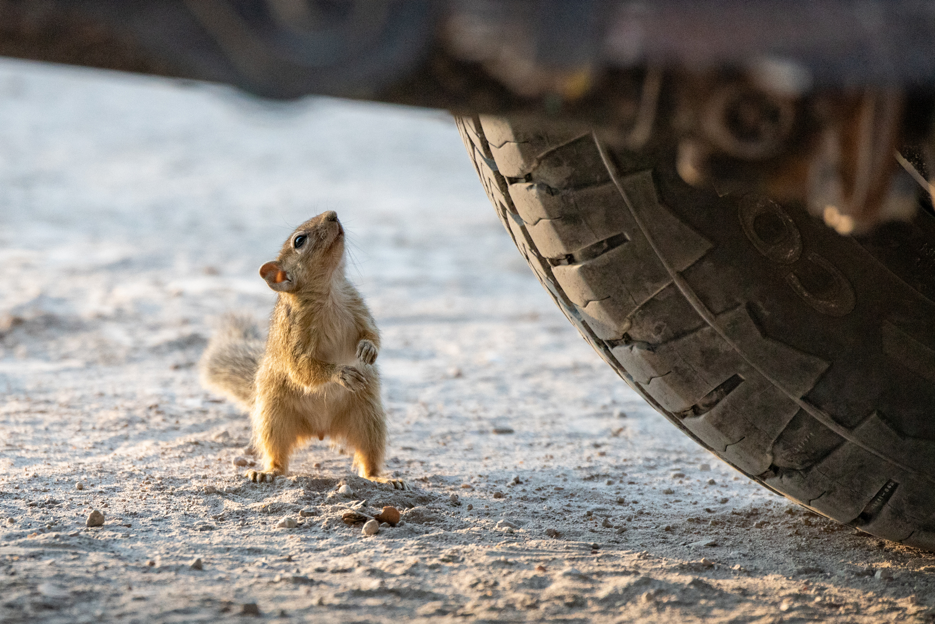 Afrikanisches Borstenhörnchen unter einem Geländewagen in Namibia