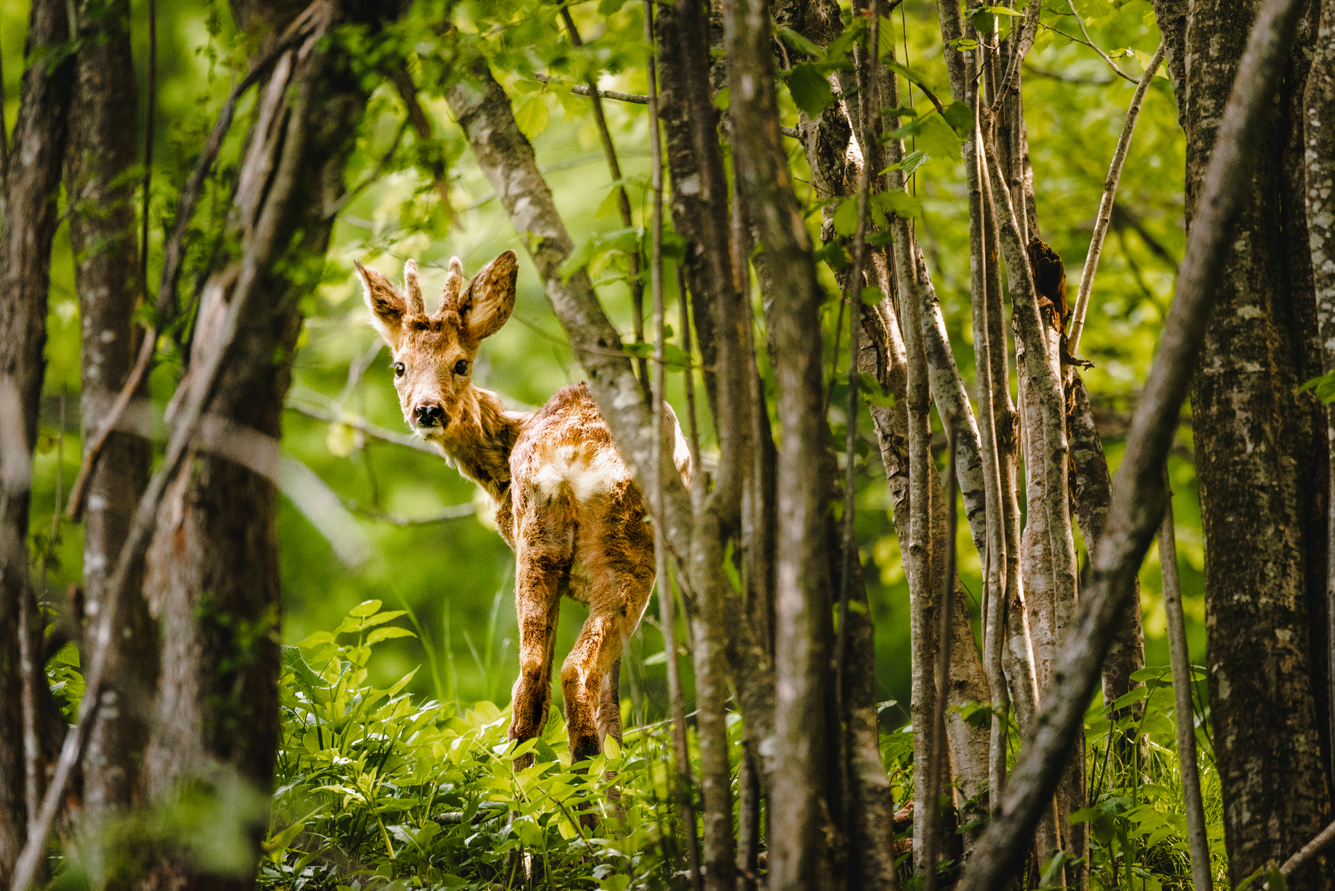 Scheues junges Reh im Walddickicht im Allgäu