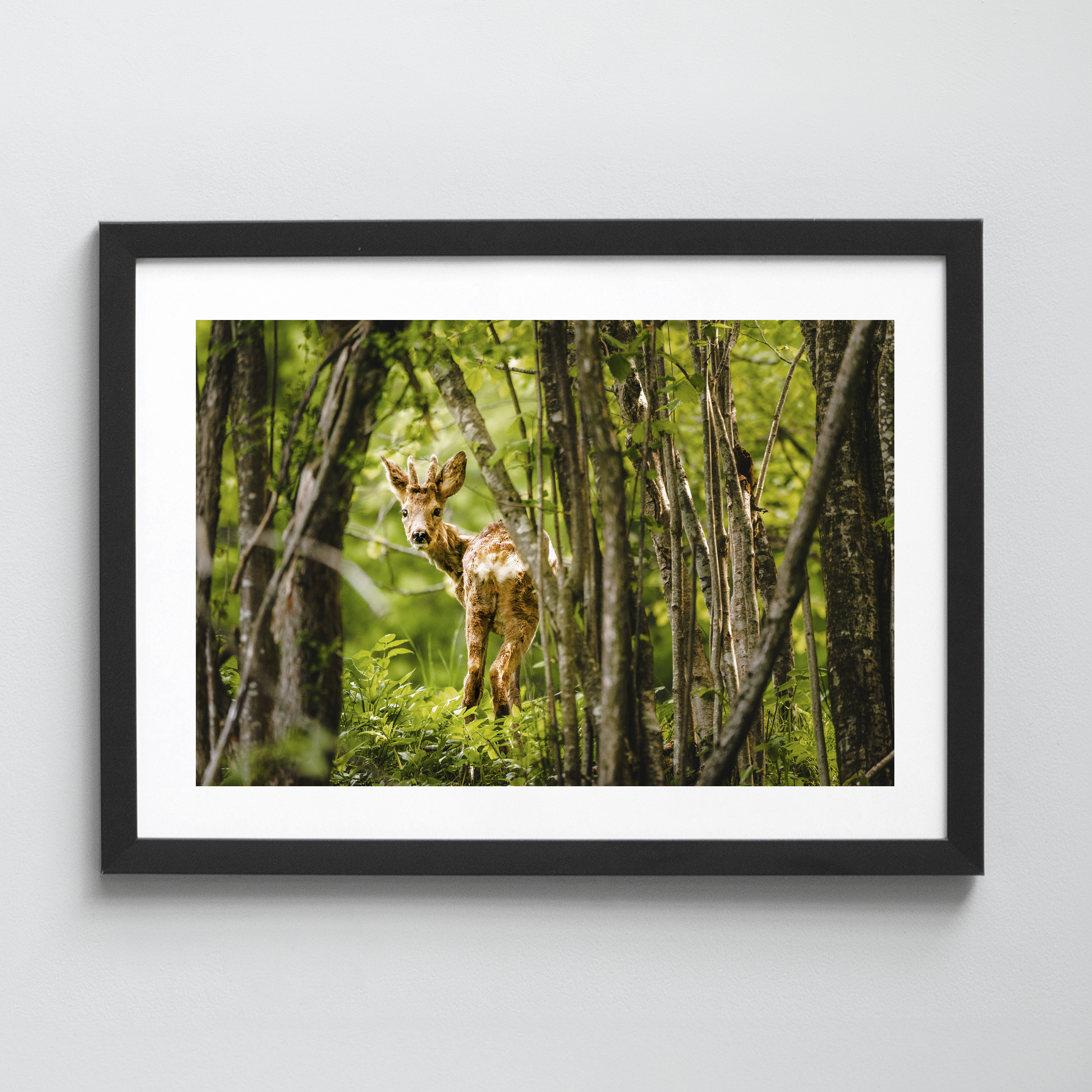 Ausgewählte Naturaufnahmen als hochwertige Prints withlothar - Motiv "Scheu"