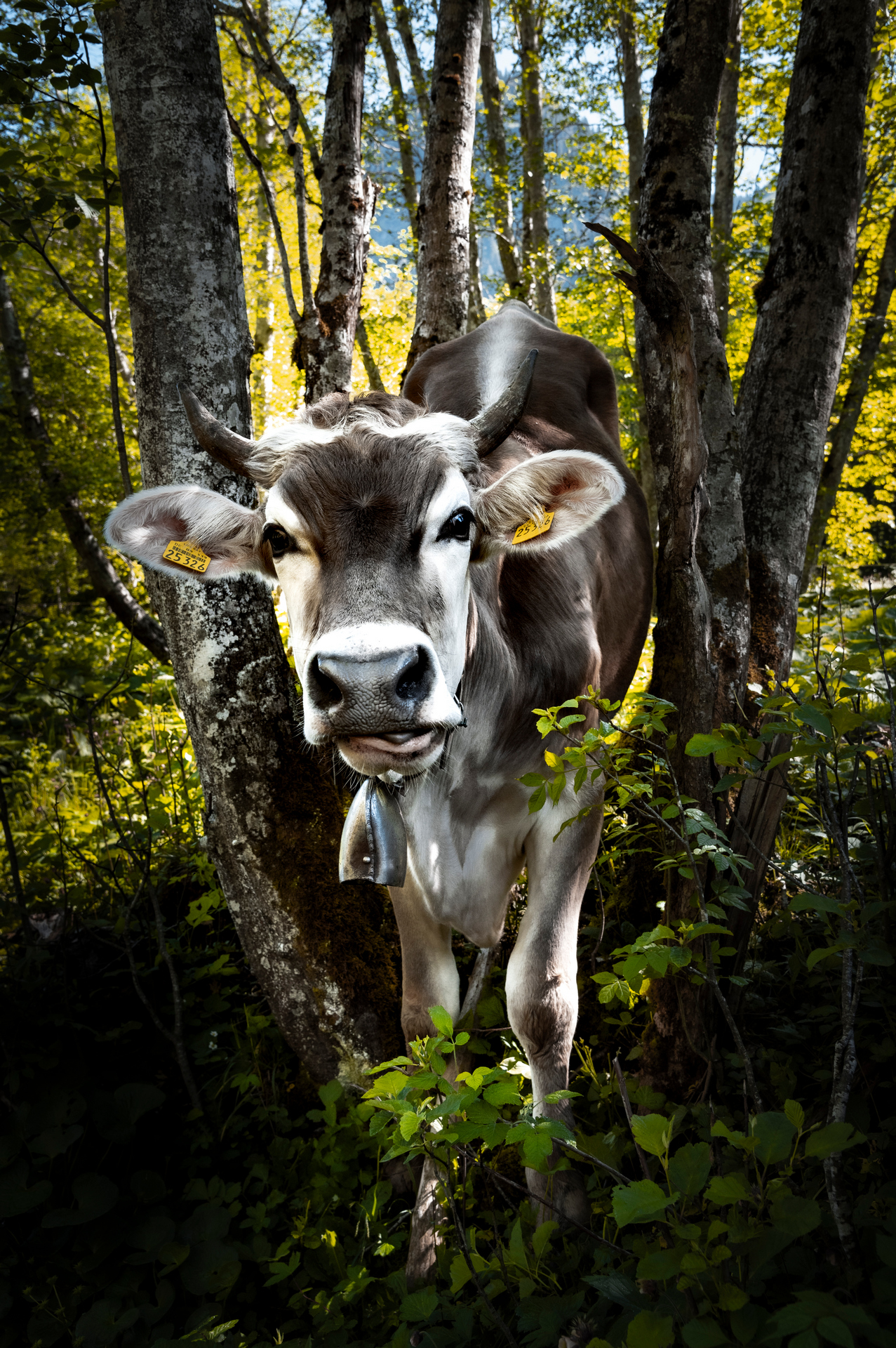 Kuh im Erlenwald in den Allgäuer Bergen