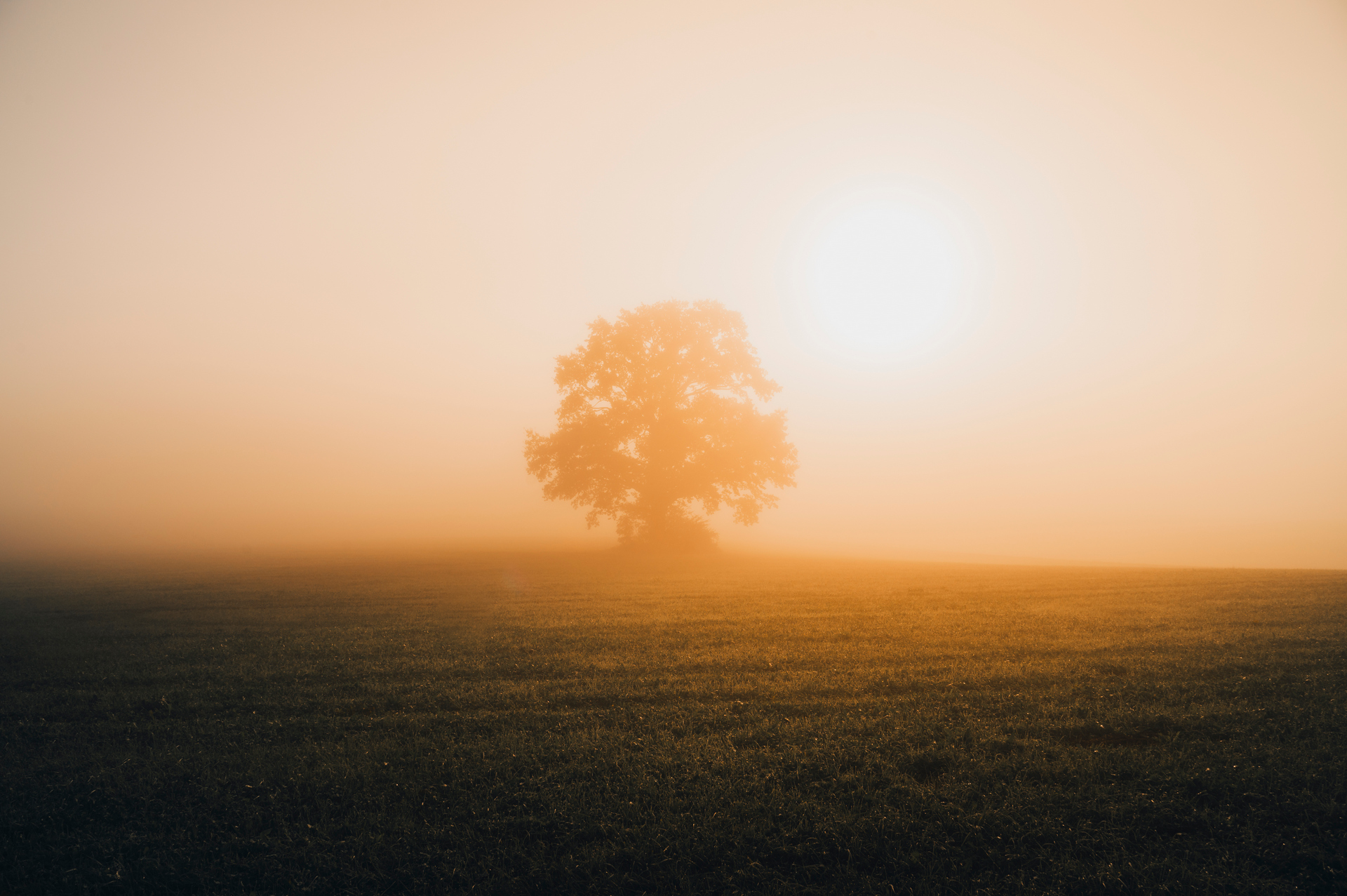 Mächtiger Laubbaum auf einer taunassen Herbstwiese im nebligen Sonnenaufgang
