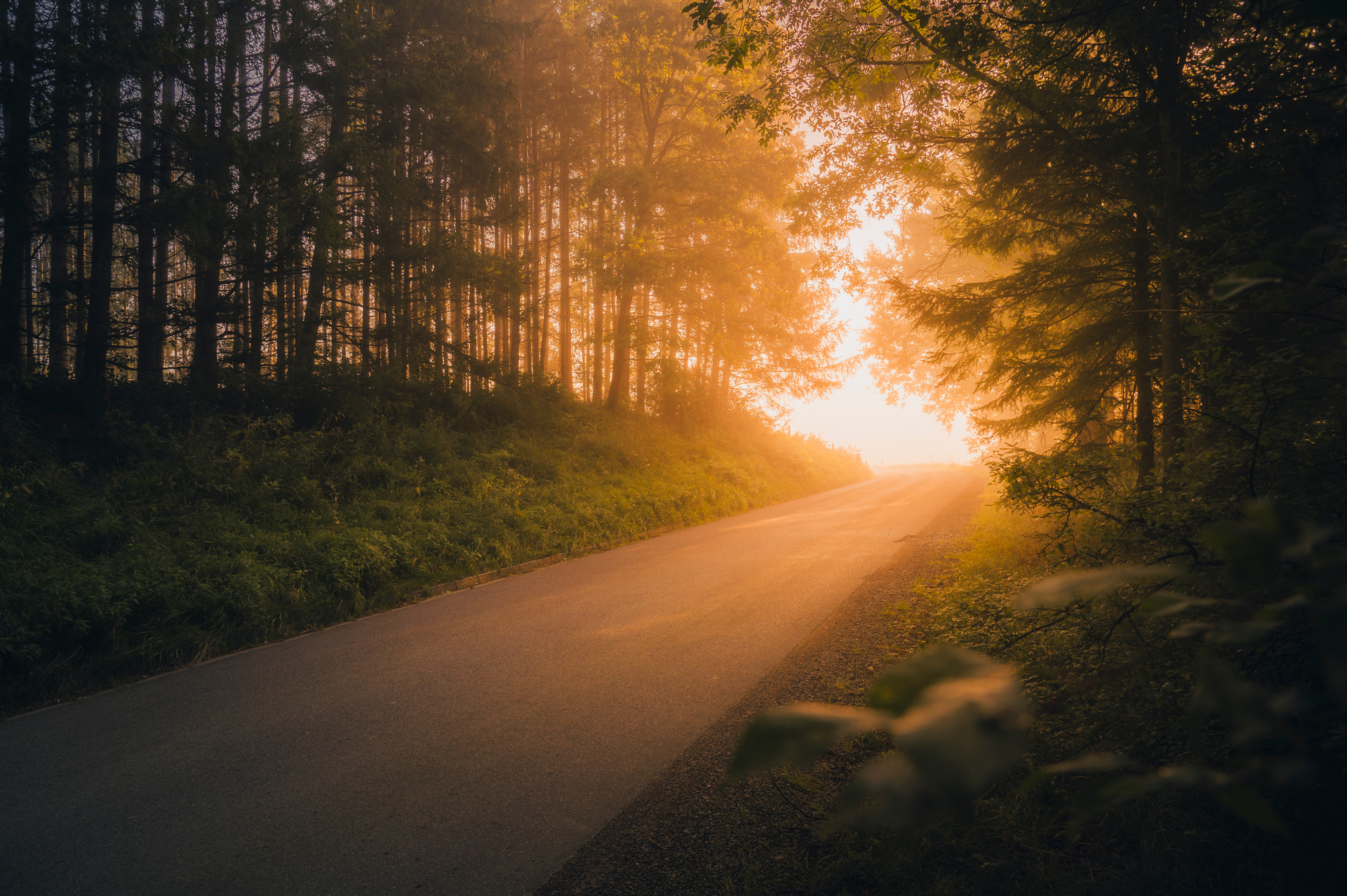 Straße in einem Herbstwald die ins Licht führt.