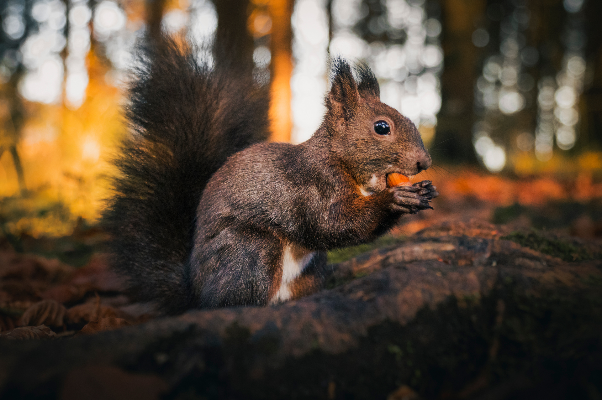Eichhörnchen beim Verzehr einer Haselnuss auf einem mit Herbstlaub bedeckten Wald im warmen Morgenlicht im Allgäu