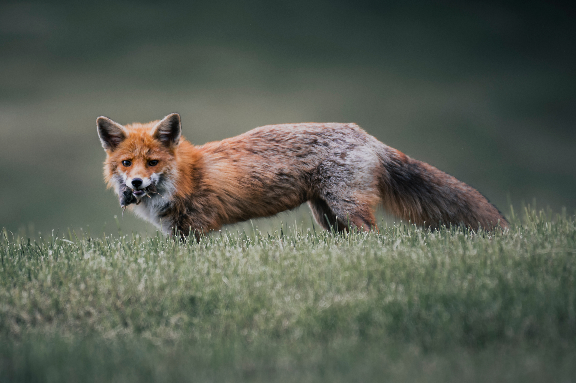 Fuchs mit erbeuteter Maus im Maul auf einer Frühlingswiese im Allgäu