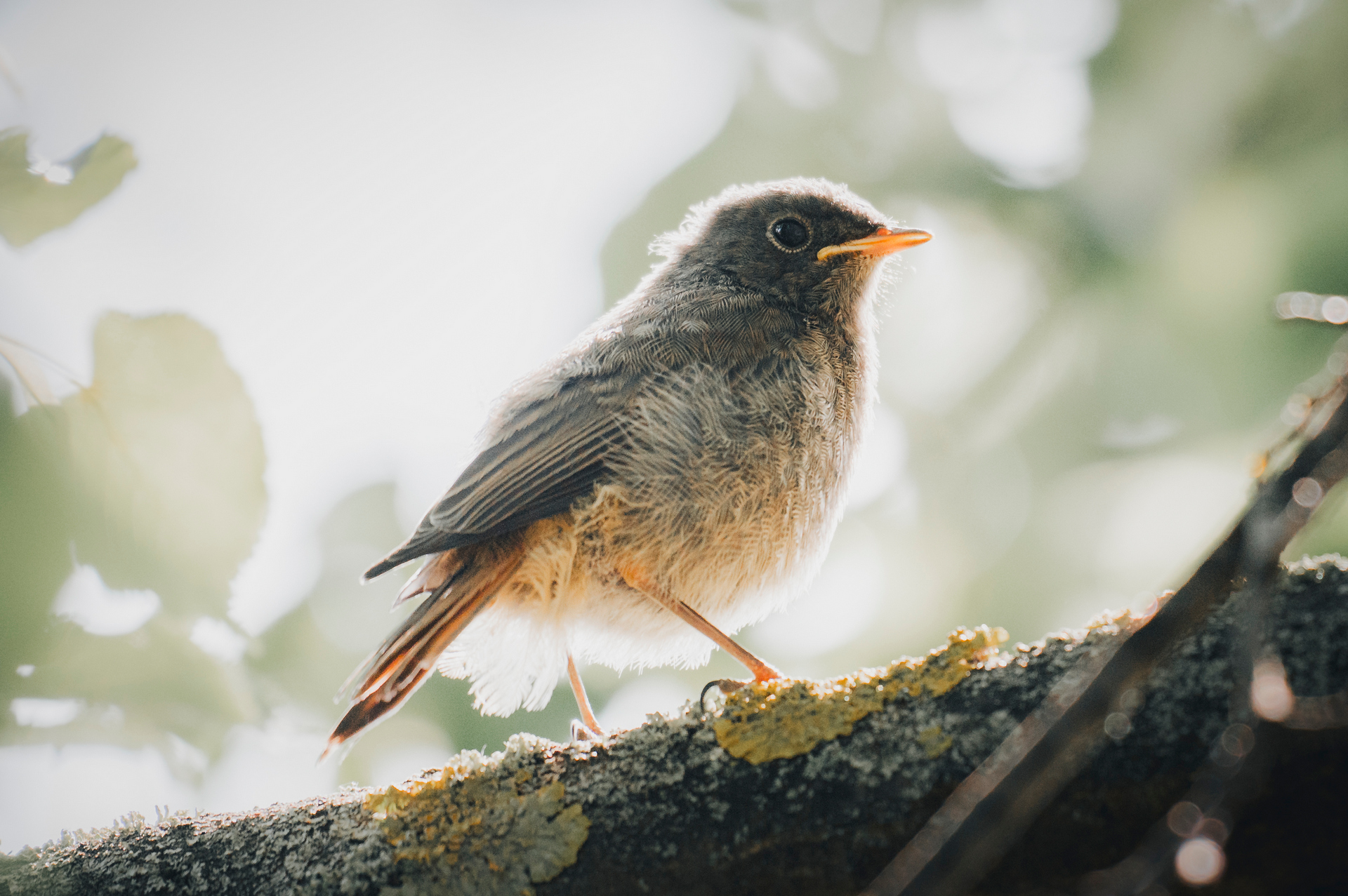 Junges Rotschwänzchen auf einem Ast sitzend