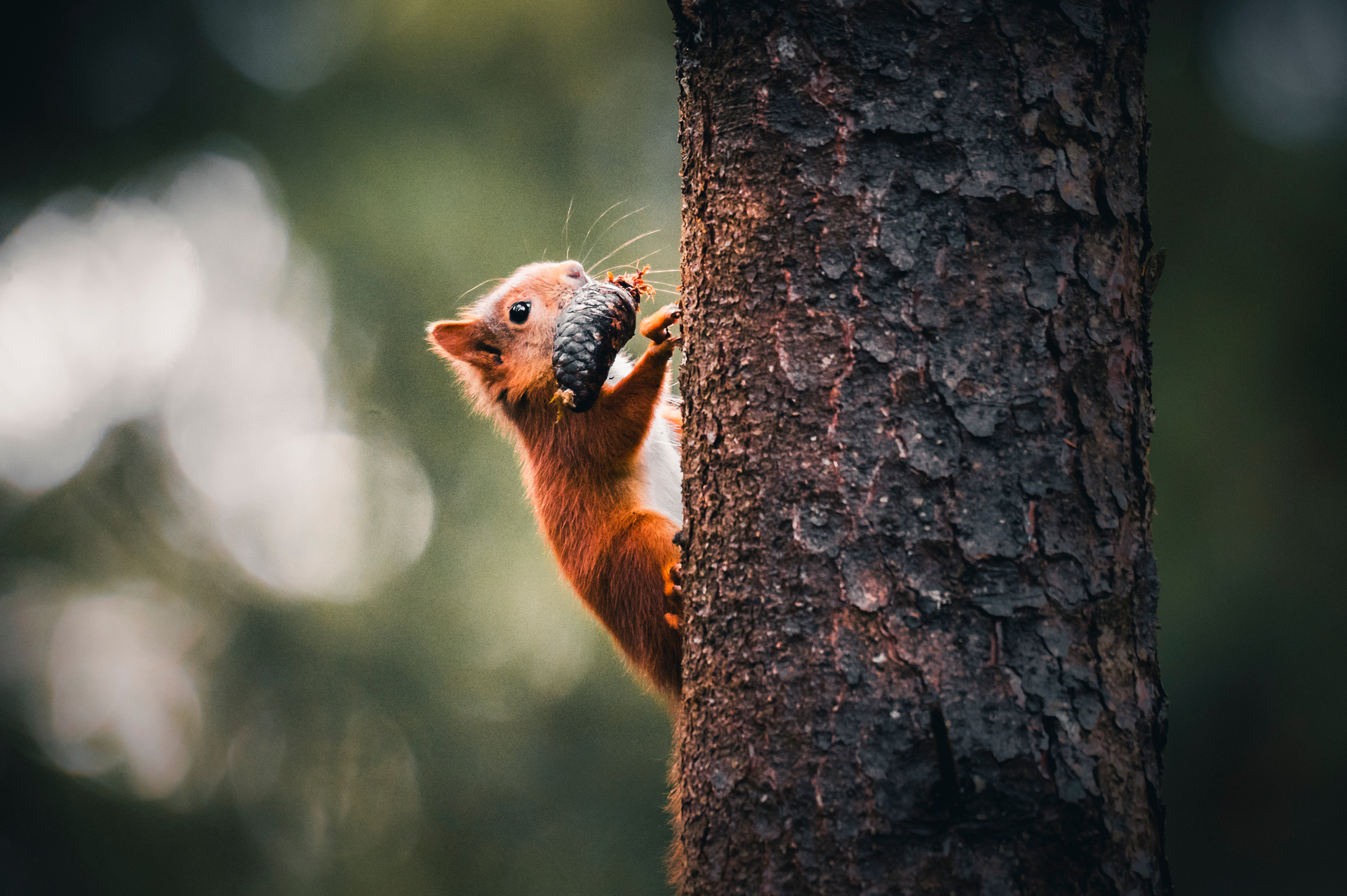 Eichhörnchen mit Tannenzapfen im Maul an einem Stamm in einem Allgäuer Wald